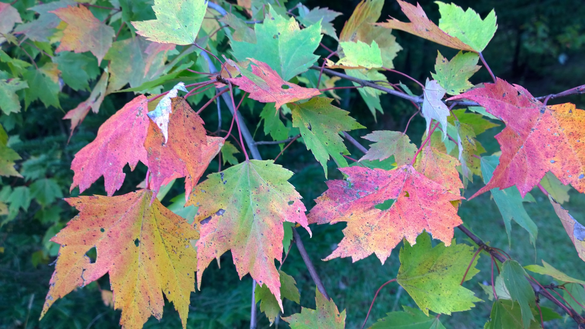 Fall Leaves